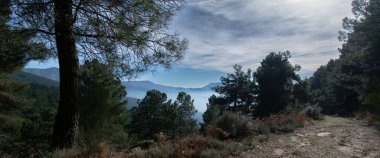 Ağacı ve dağı olan güzel bir manzara.