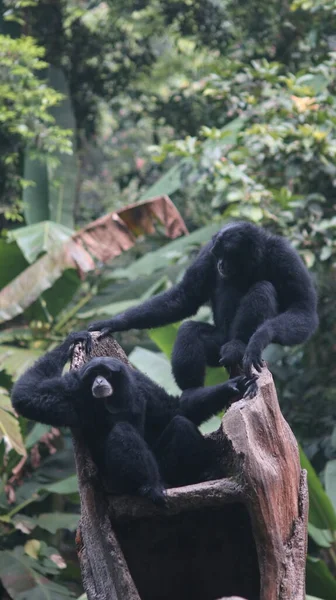 İki siamang birbirleriyle etkileşim halindedir. Siamang 'ın sesi çok kendine özgüdür ve Gibbons olarak da bilinen hatırı sayılır bir mesafeden duyulabilir.