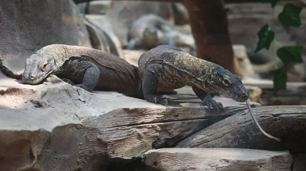 Komodo Δράκους Κίνηση Στο Πάρκο Bogor Safari Ένας Από Τους — Φωτογραφία Αρχείου