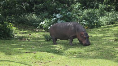 Bogor safari parkında yiyecek arayan bir su aygırı.