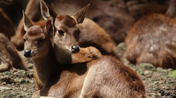two deer with their heads close to each other, looking full of love and affection. photographed at a safari park during a school vacation.