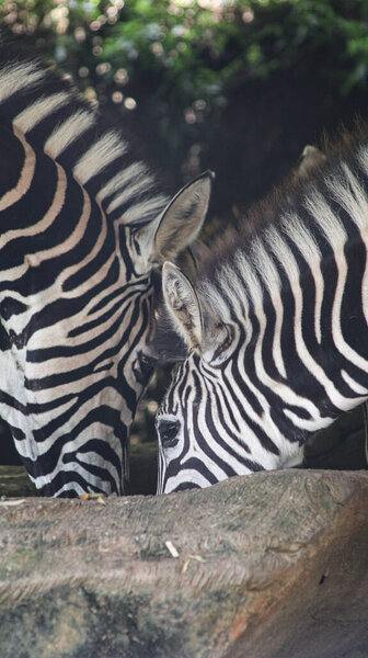 Two zebras are seen enjoying a meal together in one container. close up view