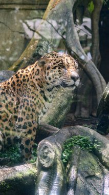 Çok sevimli bir bebek jaguar, çeşitli stillerde hareket halinde, jaguar da yüzebilir, fotoğraf bebek jaguar yüzüp dalmadan kısa bir süre önce çekildi. Fotoğraf Bogor safari parkında çekildi..