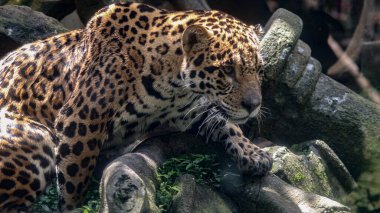 Çok sevimli bir bebek jaguar, çeşitli stillerde hareket halinde, jaguar da yüzebilir, fotoğraf bebek jaguar yüzüp dalmadan kısa bir süre önce çekildi. Fotoğraf Bogor safari parkında çekildi..