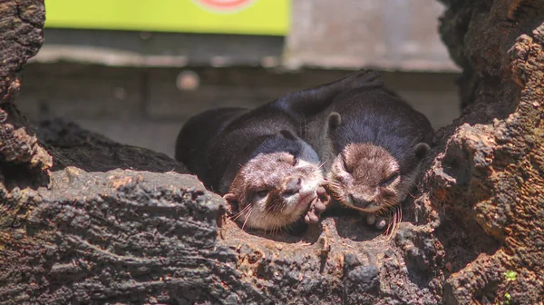 two very cute otters resting in a hole, otters are very good at swimming.