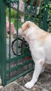 Köpek Labrador Golden Retriever çitin arkasına bakar, etrafına bakar ve insanları bekler. Yüksek kaliteli FullHD görüntüler