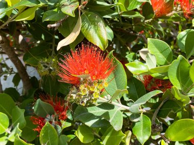 Metrosiderolar kırmızı çiçeği, çiçek açan kırmızı bitkiyi kapatır. Yüksek kalite fotoğraf