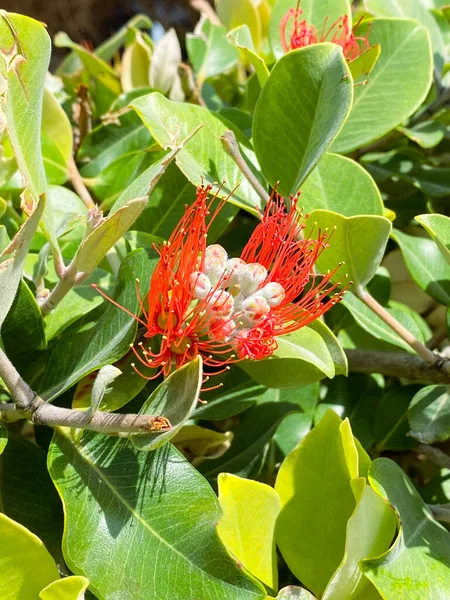 Metrosiderolar kırmızı çiçeği, çiçek açan kırmızı bitkiyi kapatır. Yüksek kalite fotoğraf