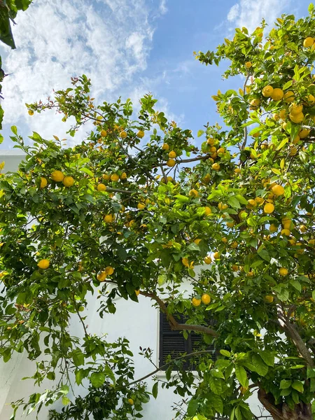 Grande Árvore Limão Céu Azul Cheio Frutas Limão Foto Alta — Fotografia de Stock