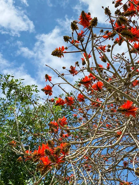 Erythrina Kızıl Mercan ağacı gökyüzünde çiçek açıyor. Yüksek kalite fotoğraf