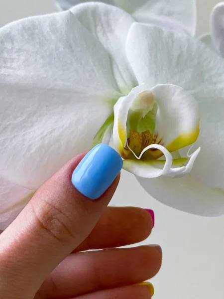 Kvinna Närbild Ljusblå Naglar Manikyr Orkidé Blomma Bakgrunden Högkvalitativt Foto — Stockfoto