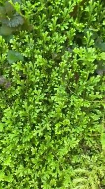 Sulu yeşil yosun. Yüksek kaliteli görüntüler