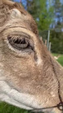 Erkek geyik gözü ve kafasını kapat. Yüksek kaliteli FullHD görüntüler