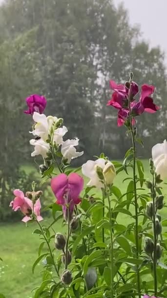 Antirrhinum Blüten Schnappdrachenblume Regenwetter Regentropfen Fallen Löwenblumen Hochwertiges Fullhd Filmmaterial — Stockvideo