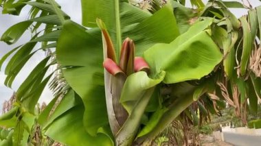 Muz ağacını kapat, kabartma ile açıl, muz çiçeği, muz çiçeği yeşil muz ağacında. Yüksek kaliteli FullHD görüntüler