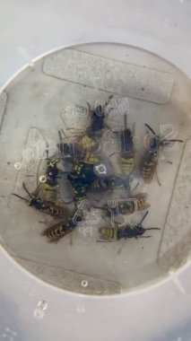 Camların altındaki eşekarıları bir çıkış yolu arıyorlar. Yüksek kaliteli FullHD görüntüler