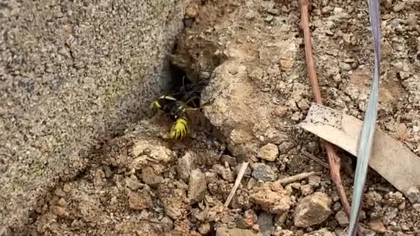 Karınca Canlı Bir Eşekarısını Deliğe Sürüklüyor Yüksek Kaliteli Fullhd Görüntüler — Stok video