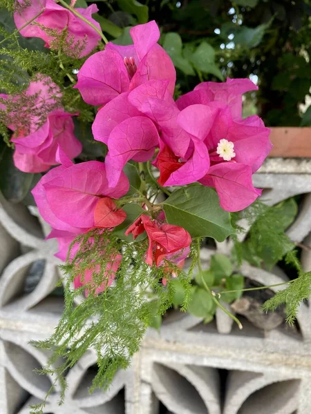 Квітуча Бугенвільська Вулична Стіна Традиційні Грецькі Квіти Рожева Квіткова Стіна — стокове фото