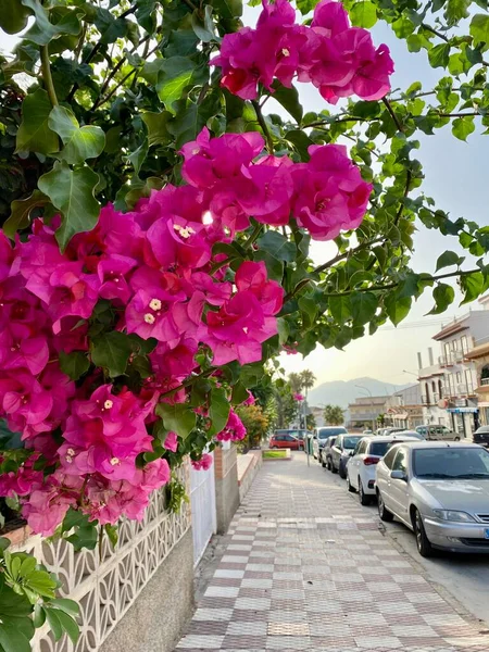 Çiçekli bougainvillea caddesi yan duvarı, geleneksel Yunan çiçekleri, pembe çiçek duvarı. Yüksek kalite fotoğraf