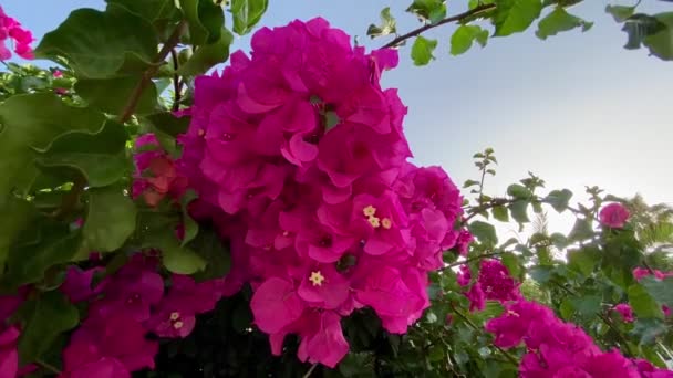 Квітучі Квіти Бугенвіля Крупним Планом Відео Традиційні Грецькі Квіти Традиційна — стокове відео