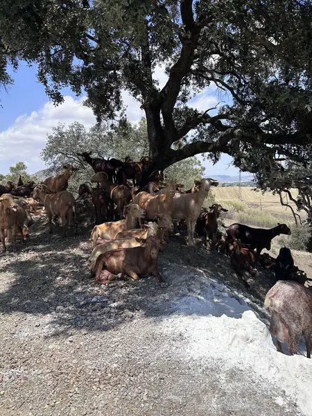 Ağacın altında bir grup keçi. Yüksek kalite fotoğraf