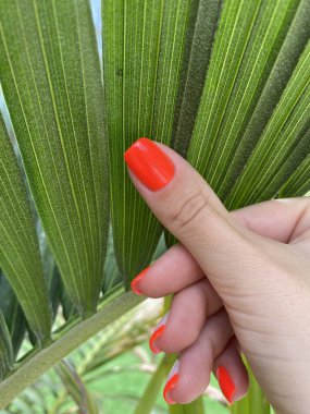 Yeşil yaprakta kırmızı ojeli bir kadın eli. Yüksek kalite fotoğraf