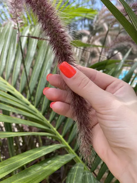 Yeşil yaprakta kırmızı ojeli bir kadın eli. Yüksek kalite fotoğraf