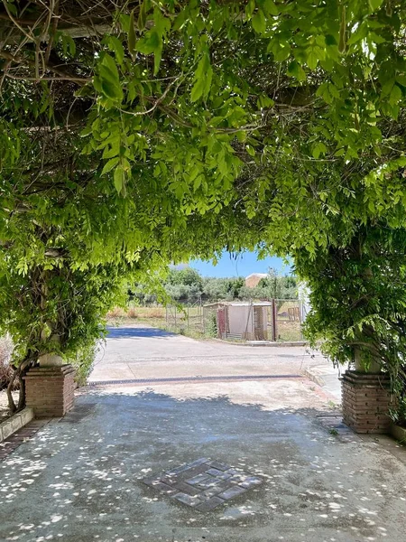 Yeşil yürüyüş sokağı. Yüksek kalite fotoğraf