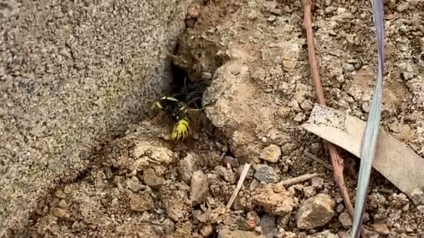 Zwei Ameisen Zerren Eine Wespe Ein Loch Auf Dem Boden — Stockvideo