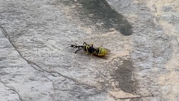 蚂蚁把黄蜂拖到石头地板上的洞里蚂蚁带着黄蜂 昆虫的本质 优质Fullhd影片 — 图库视频影像