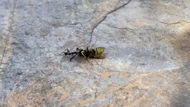 Ant Dragging Wasp Hole Stone Floor Ant Carrying Wasp Insects — Stock Video