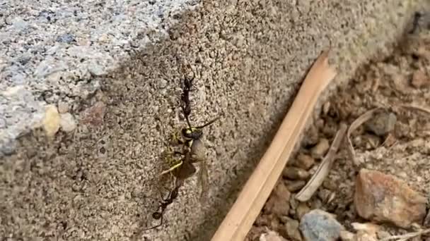 Duas Formigas Arrastando Uma Vespa Para Buraco Chão Formigas Carregando — Vídeo de Stock