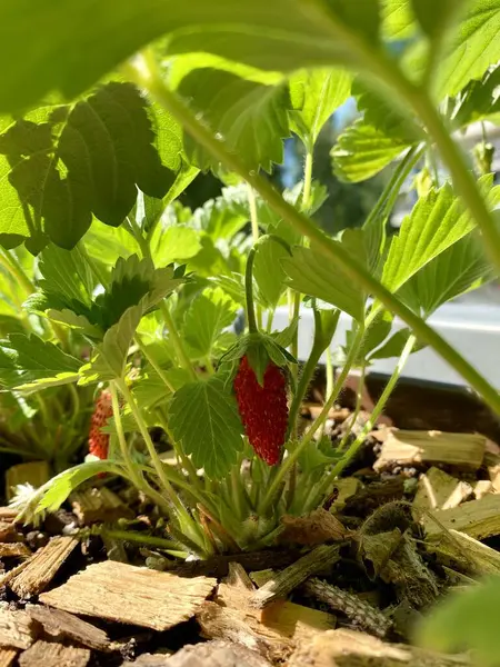 Çilek tarlasında yetişen yabani çilek Fragaria Vesca. Yüksek kalite fotoğraf