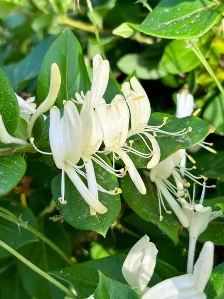 Lonicera japonica, Japon hanımeli ve odunu geleneksel Çin tıbbında kullanılan süs bitkisi. Beyaz sarı çiçekler. Yüksek kalite fotoğraf