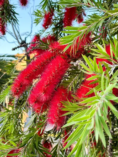 Açan Callistemon sitrinus Callistemon, şişe fırçaları kırmızı çiçekler kapanıyor. Yüksek kalite fotoğraf