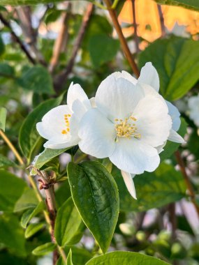 Yakın plan beyaz bir çiçek, the Philadelphia Coronarius, Peasant Jasmine, tatlı sahte portakal, English dogwood. Yüksek kalite fotoğraf