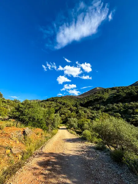 Sierra Nevada, İspanya ve Endülüs ormanlarının ortasında toprak bir patika. Yüksek kalite fotoğraf