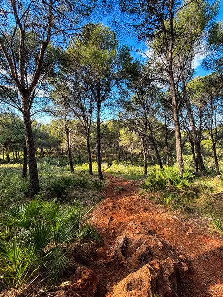Sierra Nevada, İspanya ve Endülüs ormanlarının ortasında toprak bir patika. Yüksek kalite fotoğraf