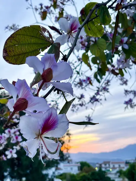 Orkide ağacı Bauhinia purpurea çiçekleri arka planda gün batımını kapatın. Bilinen adı Mor Bauhinia, develerin ayağı, kelebek ağacı ve Hawaii orkide ağacı. Yüksek kalite fotoğraf
