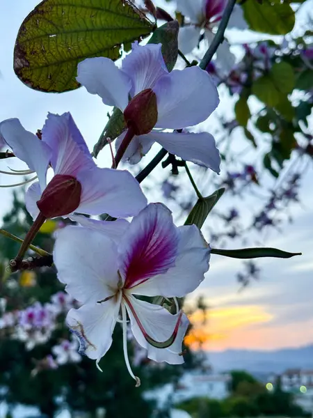 Orkide ağacı Bauhinia purpurea çiçekleri arka planda gün batımını kapatın. Bilinen adı Mor Bauhinia, develerin ayağı, kelebek ağacı ve Hawaii orkide ağacı. Yüksek kalite fotoğraf