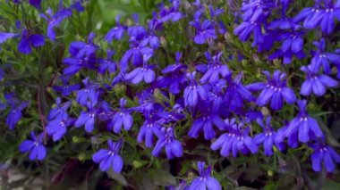 Yakın plan mavi Lobelia rüzgarda çiçek açıyor. Yüksek kaliteli FullHD görüntüler