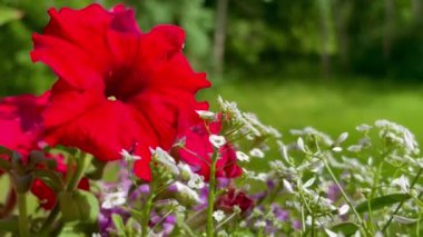 Yakın plan Red Petunia çiçekleri ve Alice çiçekleri rüzgarda çiçek açıyor. Yüksek kaliteli FullHD görüntüler