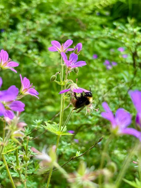 Geranium sylvaticum mor çiçek mor bir çiçeğin üzerinde oturan yaban arısı. Yüksek kalite fotoğraf