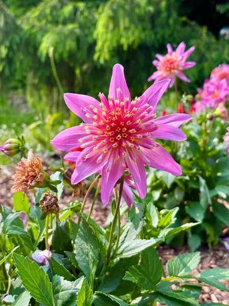 Bahçedeki Pembe Dahlia çiçeği. Yüksek kalite fotoğraf