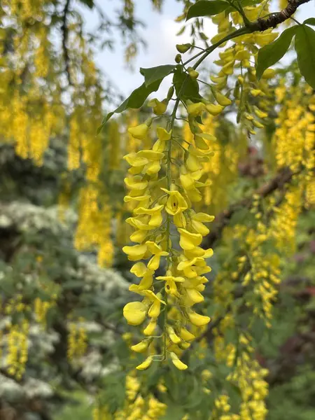 Laburnum anagyroides sarı çiçekler, altın yağmur ağacı. Yüksek kalite fotoğraf
