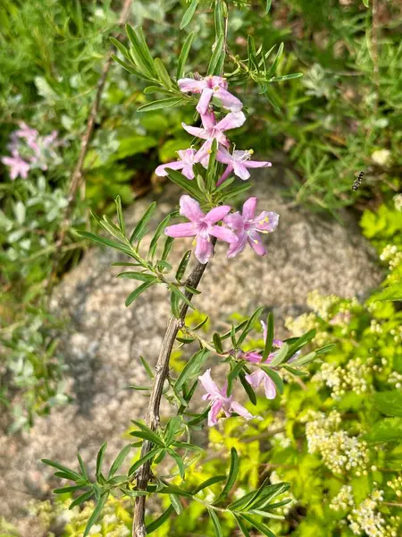 Lonicera alberti açan pembe çiçekler kapanıyor. Yüksek kalite fotoğraf