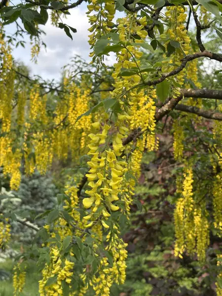Laburnum anagyroides sarı çiçekler, altın yağmur ağacı. Yüksek kalite fotoğraf