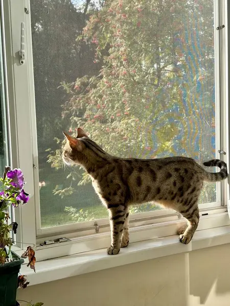 Bengal kedisi kedi bekçisinden dışarı bakıyor, antika. Yüksek kalite fotoğraf