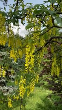 Laburnum anagyroides sarı çiçekler, altın yağmur ağacı. Yüksek kalite fotoğraf