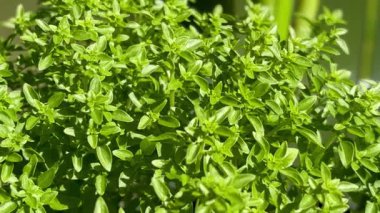 Ocimum asgari Basilicum, fesleğen fabrikası yakın görüş. Yüksek kaliteli FullHD görüntüler